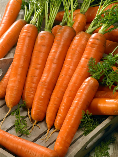 Daucus carota var. sativus 'Hilmar'