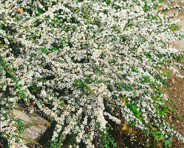 COTONEASTER MICROPHYLLUS
