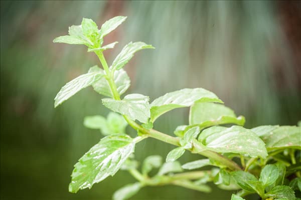 Mentha 'Erdbeere'