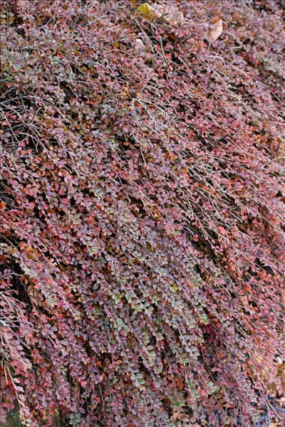 Cotoneaster microphyllus Thymifolius