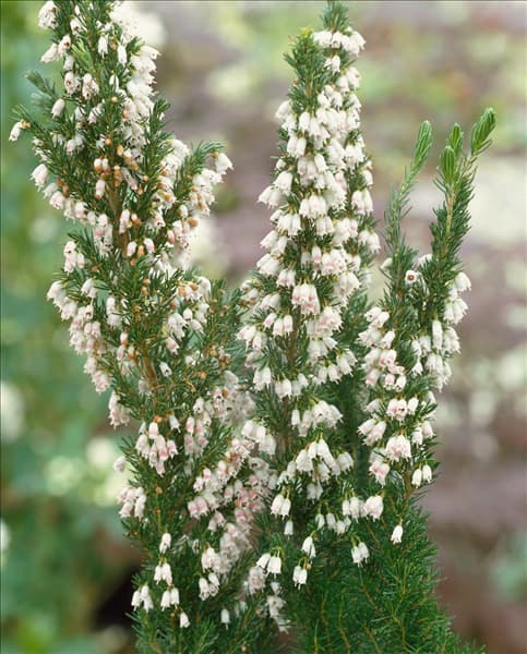ERICA ARBOREA VAR. ALPINA