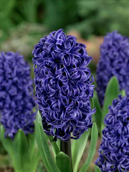 Hyacinthus Blue Pearl