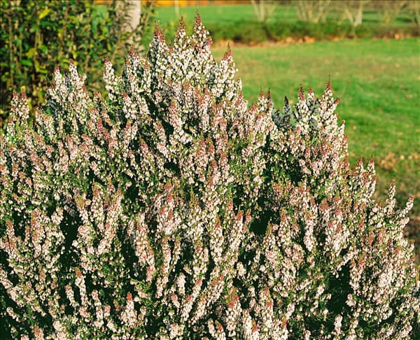 Erica arborea