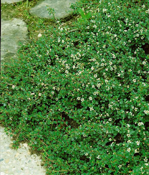 COTONEASTER MICROPHYLLUS