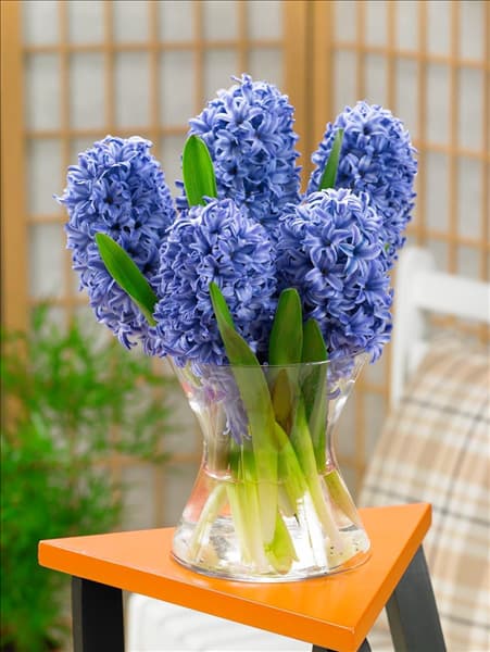 Hyacinthus Blue Pearl in vase