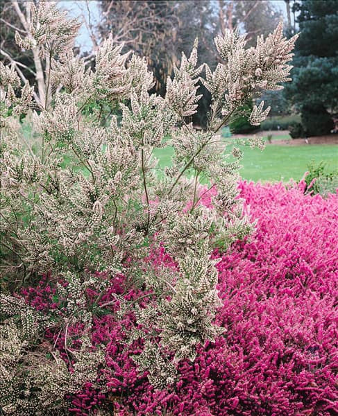 ERICA ARBOREA ALPINA