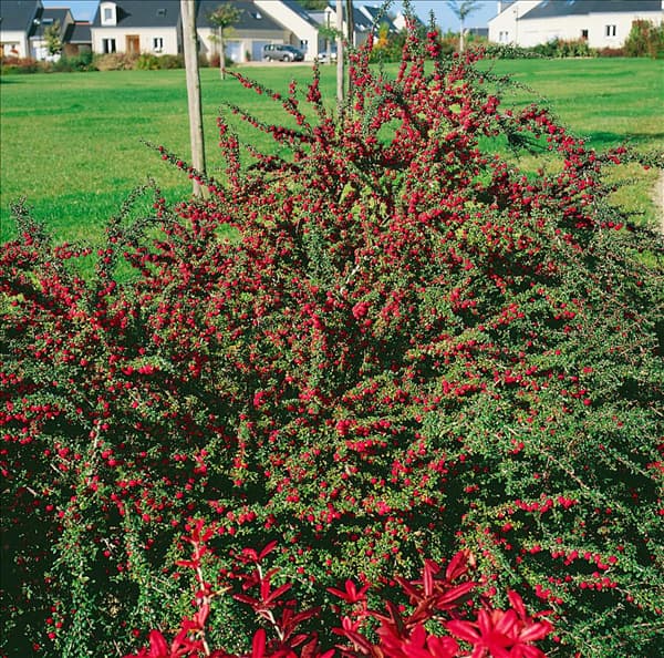 COTONEASTER MICROPHYLLUS
