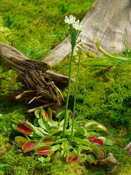 Dionaea muscipula