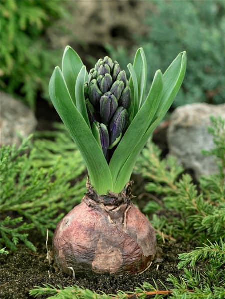 Hyacinthus Blue Pearl