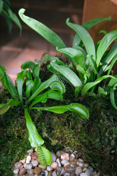 Dionaea muscipula