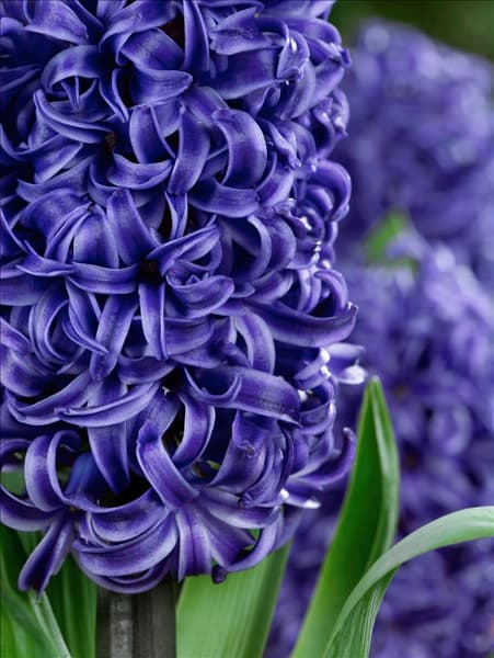 Hyacinthus Blue Pearl