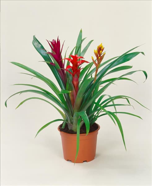 Guzmania mixed