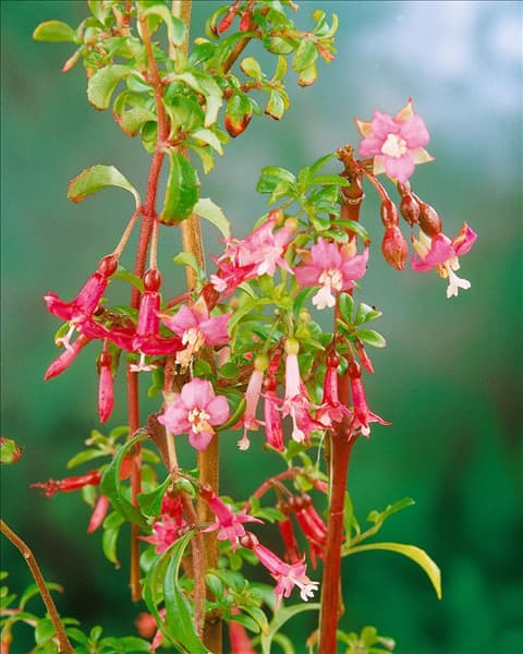 Fuchsia-Hybriden mini