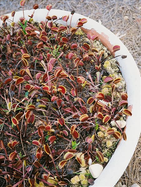 Dionaea muscipula Akai Ryu