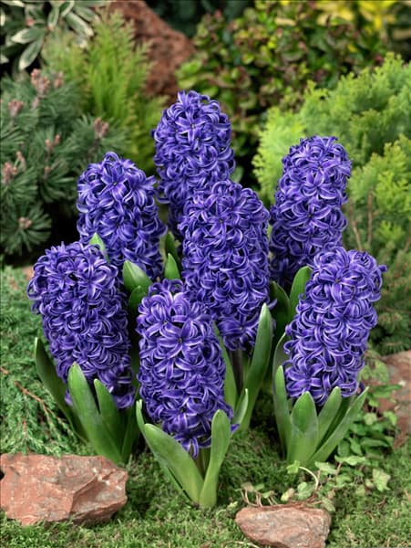 Hyacinthus Blue Pearl