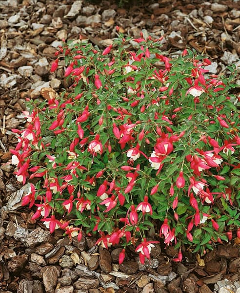 Fuchsia-Hybriden Alice Hoffman