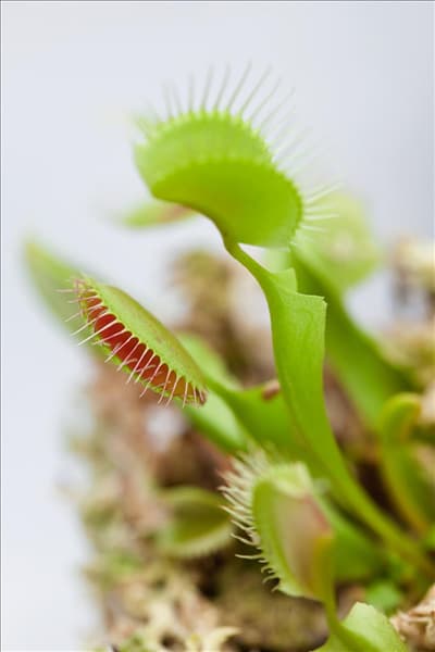 Dionaea muscipula
