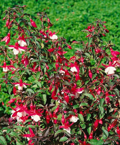 Fuchsia-Hybriden Alice Hoffman