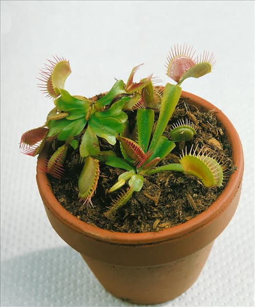 Dionaea muscipula