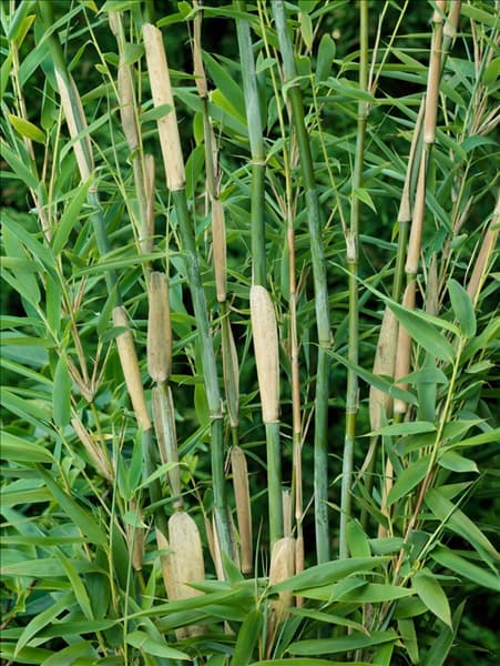 Fargesia Murielae Deep Forest