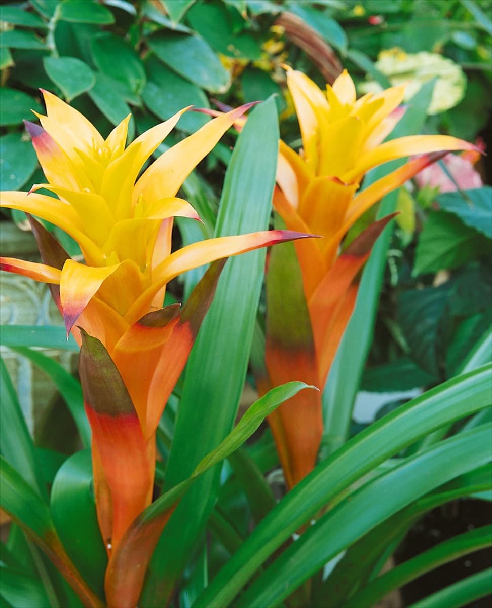 GUZMANIA Samba