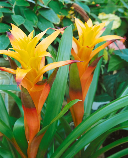 Guzmania 'Joyce'