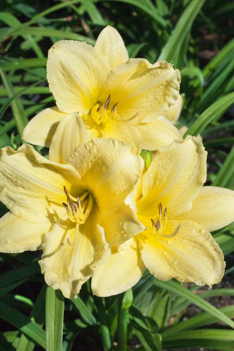 Hemerocallis Going Bananas