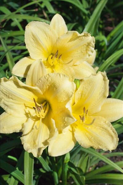 Hemerocallis Going Bananas
