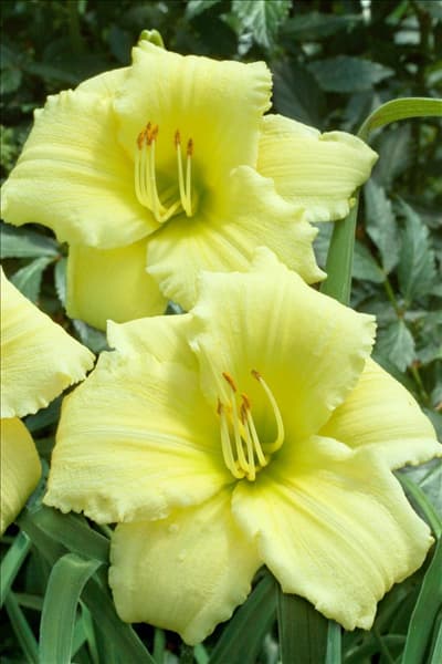 Hemerocallis Going Bananas