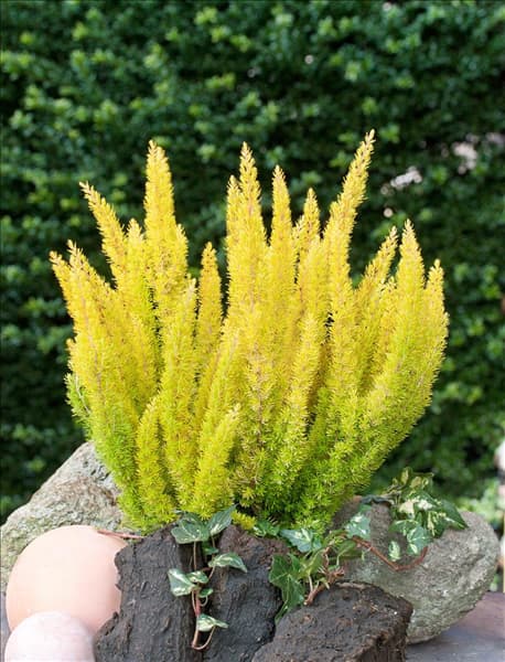 Erica arborea Albert's Gold