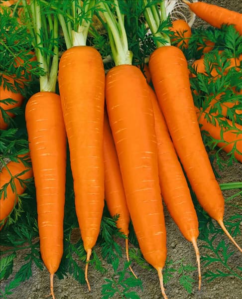 Daucus carota var. sativus 'Nandor F1'