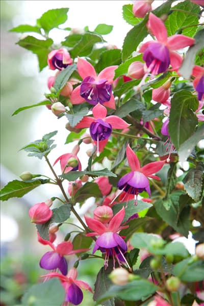 Fuchsia Jollies ® Tarbes