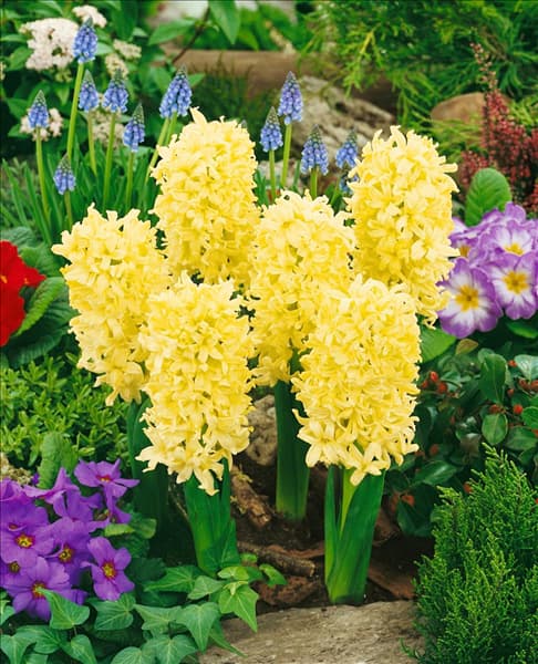 Hyacinthus orientalis Yellow Queen