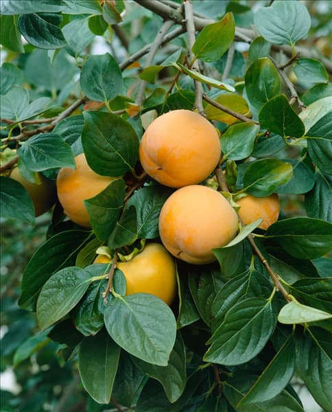 Diospyros kaki
