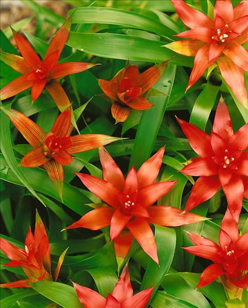 GUZMANIA MIX