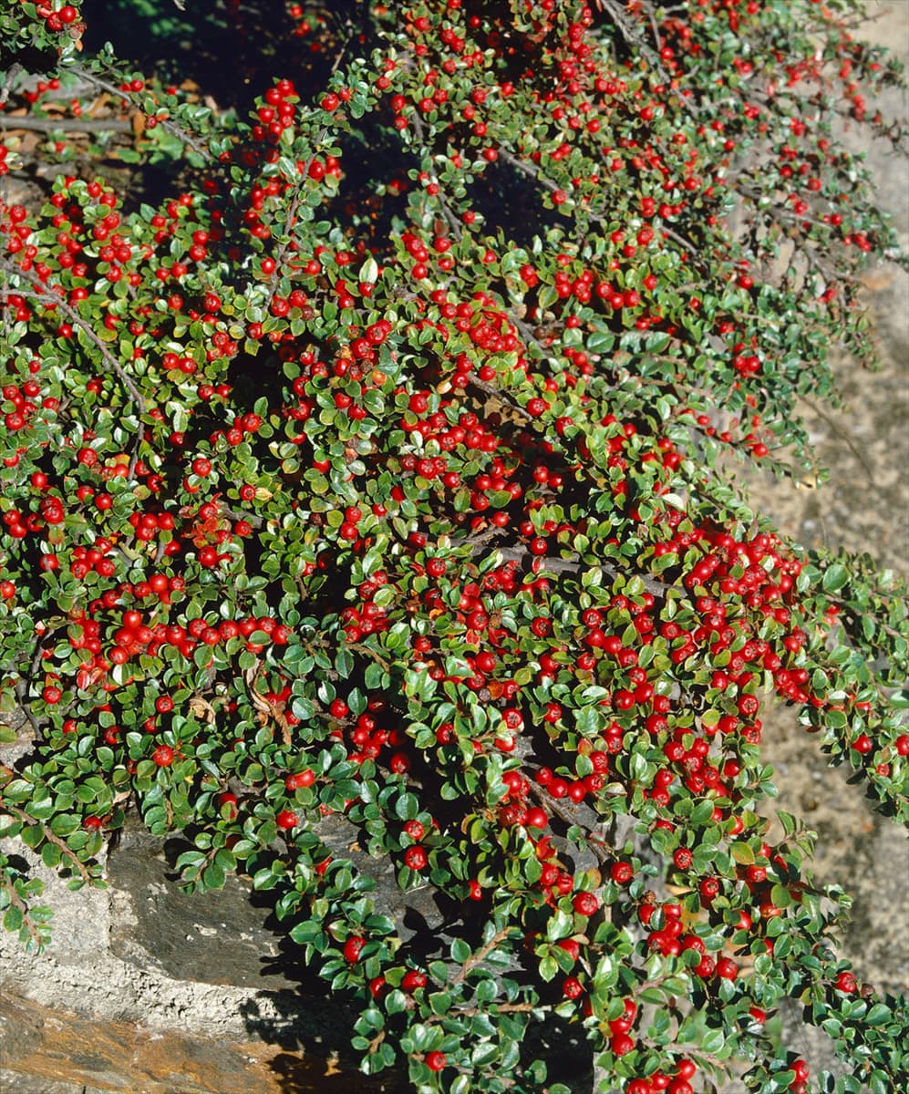 COTONEASTER PRAECOX