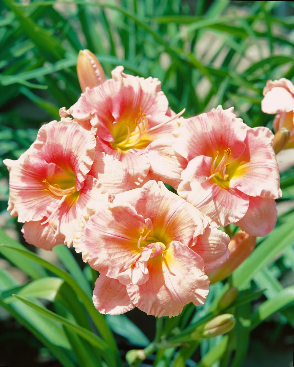 Hemerocallis Janice Brown