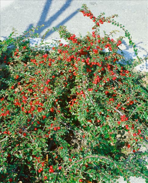 Cotoneaster praecox 'Boer'