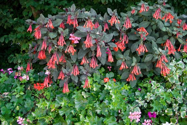 Blumenkisterl mit Fuchsia Coralle