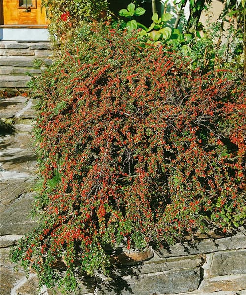 Cotoneaster praecox
