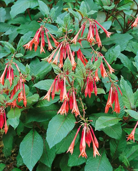 Fuchsia fulgens Koral