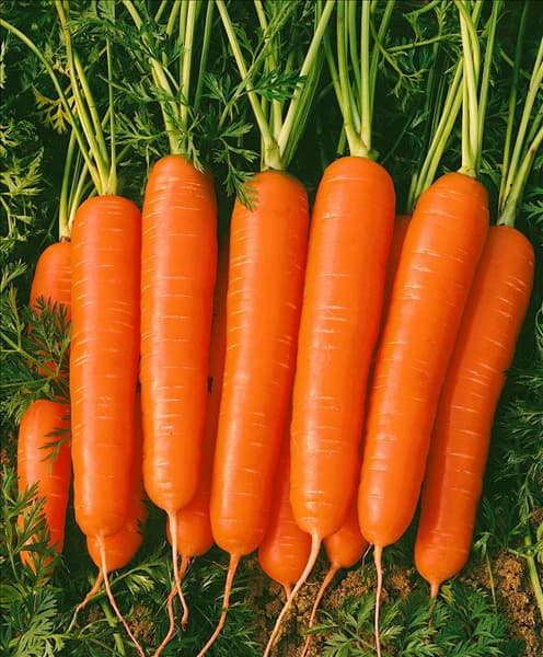 Daucus carota Nantaise