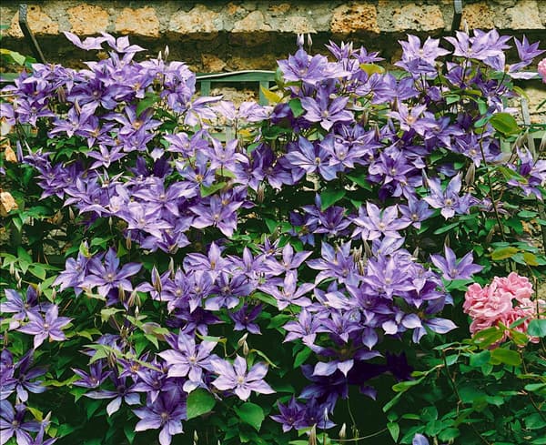 CLEMATIS BAGATELLE
