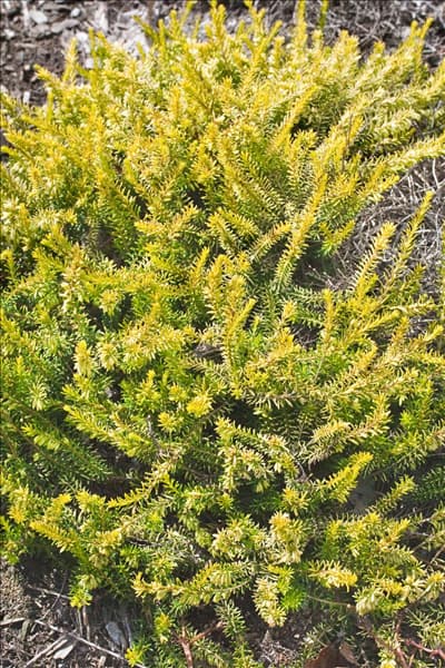 Erica carnea Golden Starlet
