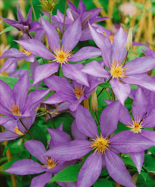 CLEMATIS BAGATELLE