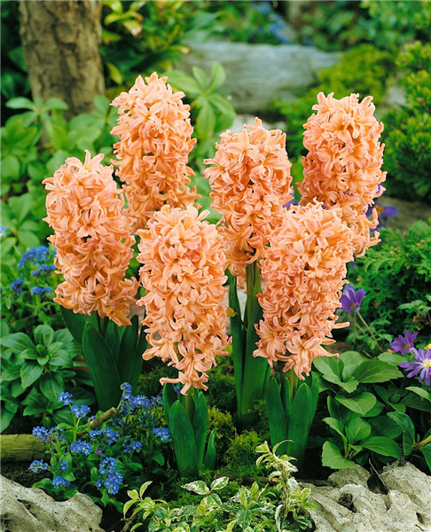 Hyacinthus Gipsy Queen