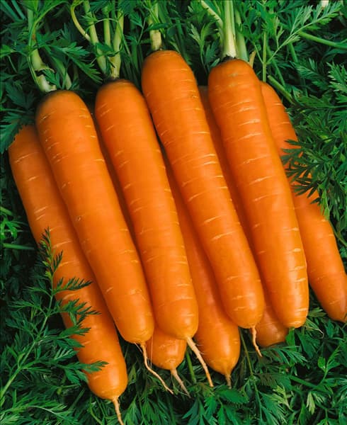 Daucus carota Nantaise ®