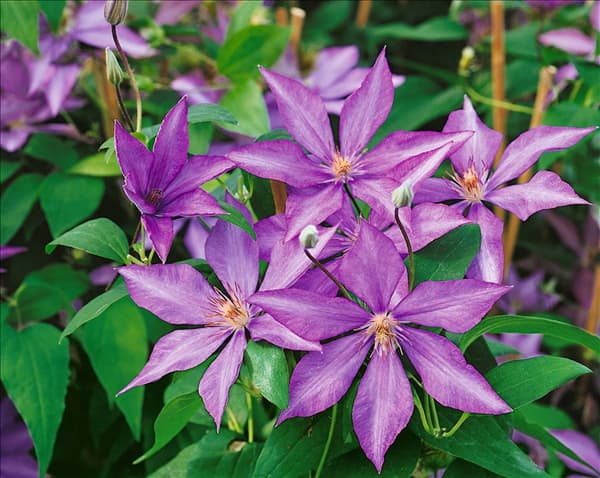 Clematis Bagatelle