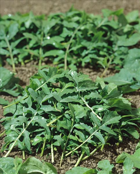 Eruca sativa