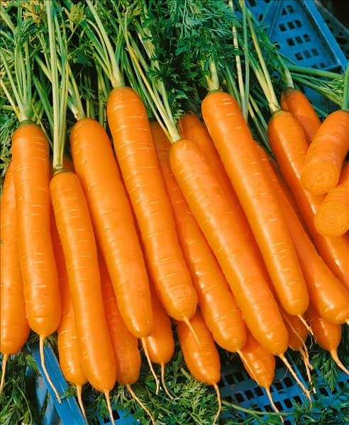 Daucus carota Nantaise ®